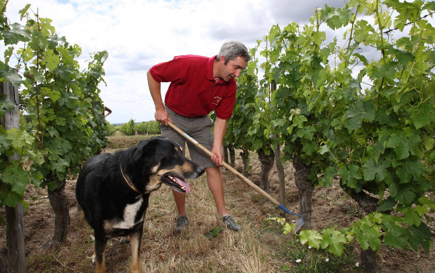 Respect du terroir